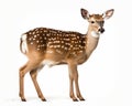 photo of fallow deer Dama dama isolated on white background. Generative AI