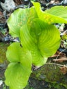 Photo False lily of the valley Plant Royalty Free Stock Photo