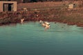 a family of geese in a farm Royalty Free Stock Photo