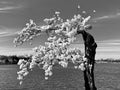 Famous Stumpy Tree at the Tidal Basin in Washington DC Royalty Free Stock Photo