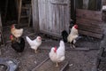 Rooster and hens graze in the courtyard of a rural house in the summer Royalty Free Stock Photo