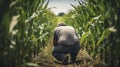 A Photo of a Farmer Inspecting Rows of Corn in a Field