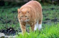 Cute cat playing in the garden