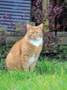 Cute cat is sitting in the garden