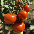 Tomatoes on the Vine Royalty Free Stock Photo