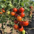 Tomatoes on the Vine Royalty Free Stock Photo