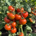 Tomatoes on the Vine Royalty Free Stock Photo