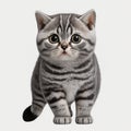 Cute Baby American Shorthair on White Background