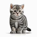 Cute Baby American Shorthair on White Background