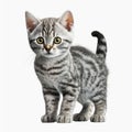 Cute Baby American Shorthair on White Background