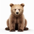 Minimal Retouching: Bear Cub Sitting Down In Ultra Hd
