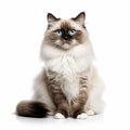 Graceful Longhaired Japanese Cat With Blue Eyes Royalty Free Stock Photo