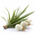 Isolated White Onion Bunches On White Background - Anne Stokes Style