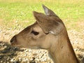 A female deer. Close-up. Royalty Free Stock Photo