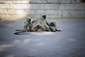 Photo female green monkey sitting on the ground and cleaning pack leader