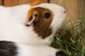 Photo of a female guinea pig with orange and white hair that is looking up and away from the camera. She is less than 2 years old.