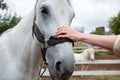 photo female hand stroking a horse muzzle in equestrian club