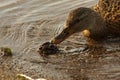 Photo of female mallard duck eating of Dreissena polymorpha shells