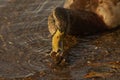 Photo of female mallard duck eating Dreissena polymorpha shells