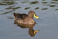 Photo of a female mallard duck with her reflection in the water Royalty Free Stock Photo