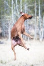 A female Rhodesian ridgeback dog is jumping high