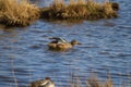 Photo of a female Shoveler duck stretching her wings