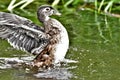 A photo of Female woodduck stretching the wings . Royalty Free Stock Photo