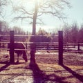 Horse and sun