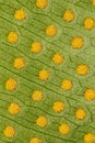 Fern leaf closeup texture - leaf macro texture