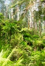 Fern trees in australian bush