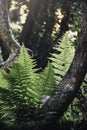 Photo of ferns in the forest or woods