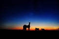 Photo of horse sillouetes after sunset