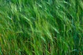 This is a photo of a field of green barley plants in various stages of growth, blowing in the wind. The photo is taken from a low Royalty Free Stock Photo