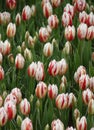 Photo of the field of red with white tulips in full bloom in Emirgan Park in Istanbul, Turkey Royalty Free Stock Photo