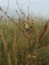 Photo in the field spider on a web.