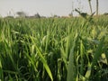 This photo is of the fields of India Royalty Free Stock Photo