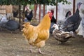 Photo of a fiery red rooster breed orpington fawn .