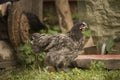 Photo of a fiery red rooster breed orpington fawn .