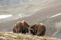 Fighting Musk oxen Norway Royalty Free Stock Photo