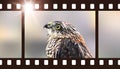 Photo film with hawk. Vector illustration of predatory bird
