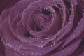 Photo filter toned in pastel colors, wet macro rose flower with plenty water drops on it. Delicate petals close up as floral backg Royalty Free Stock Photo
