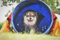 Photo of a Finnish Lapphund running out of tunnel Royalty Free Stock Photo