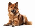 photo of Finnish spitz isolated on white background. Generative AI Royalty Free Stock Photo