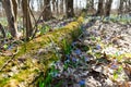 Photo of the first flowers after winter growing in the wild forest.