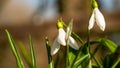 A photo of first spring flowers taken in sunny bright light outdoors - snowdrops spring- early spring flowers