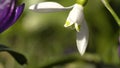 A photo of first spring flowers taken in sunny bright light outdoors - snowdrops spring- early spring flowers