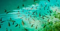 A photo of fishes swimming in a lake, national park Plitvice, Croatia Royalty Free Stock Photo