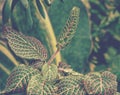 fittonia nerve plants in the garden