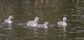 Baby Mute swans signets swimming