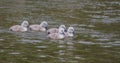 Baby Mute swans signets swimming